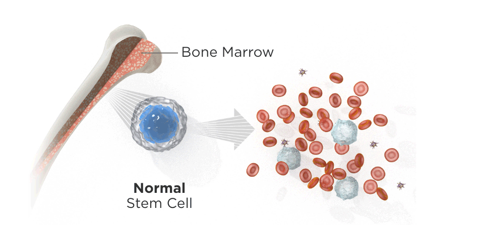 Normal stem cells in bone marrow
